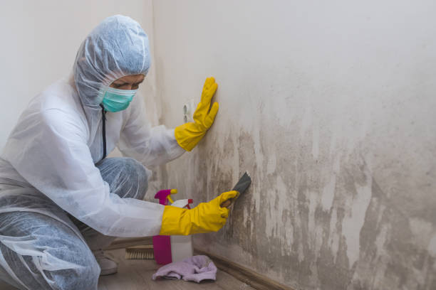 Best Toxic Mold Removal  in Head Of The Harbor, NY
