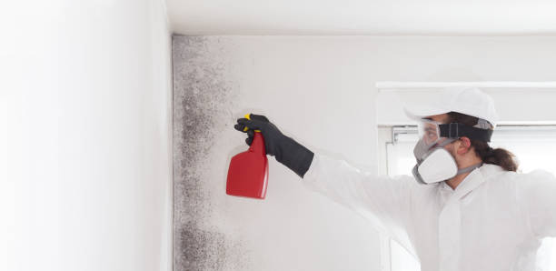 Head Of The Harbor, NY Mold Removal Company