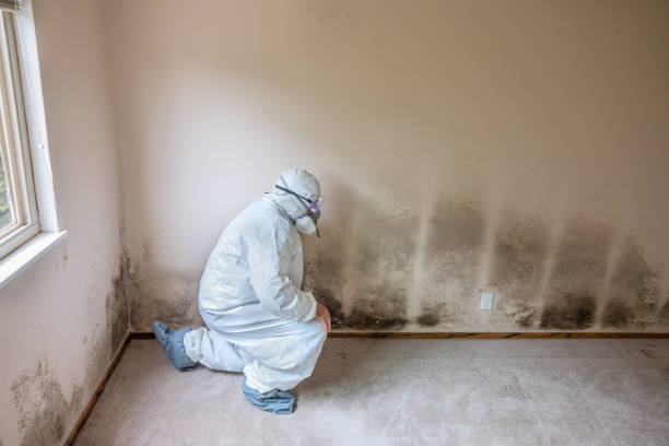 Best Crawl Space Mold Removal  in Head Of The Harbor, NY