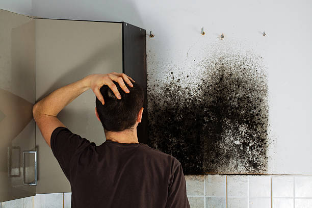 Best Commercial Mold Removal  in Head Of The Harbor, NY